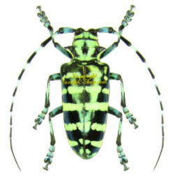 Asia / Oceania - Cerambycidae