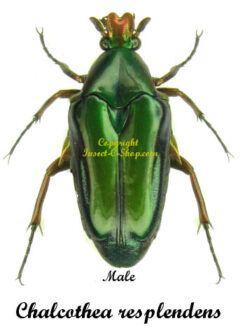 Chalcothea resplendens
