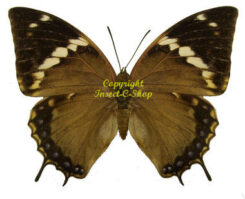Charaxes