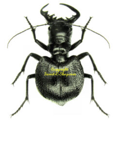 Cicindelidae