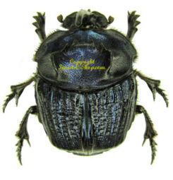 Coprophanaeus lancifer