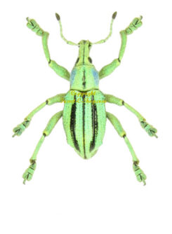 Curculionidae