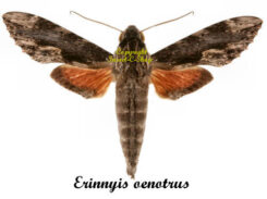 Erinnyis oenotrus