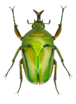 Eudicella schultzeorum pseudowoermanni
