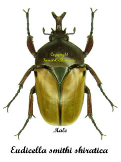 Eudicella smithi shiratica