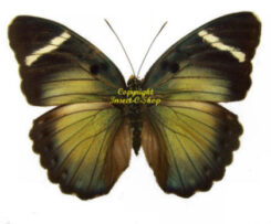 Euphaedra
