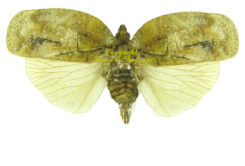 Flatidae