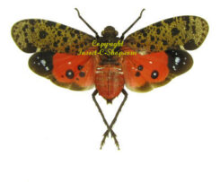Fulgoridae