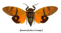 Gaeana festiva , orange ( spread )