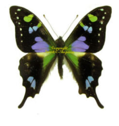 Graphium