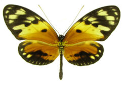 Heliconiinés