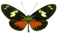Heliconius