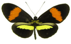 Heliconius melpomene amaryllis