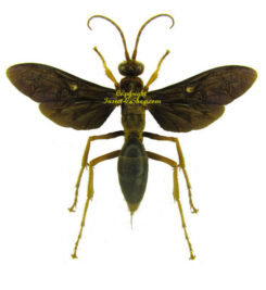 Hymenoptera