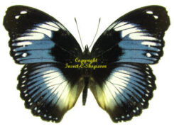 Hypolimnas