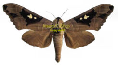 Lophostethus dumolinii