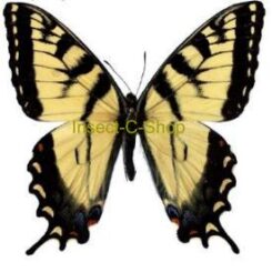 America / Europe - Papilio