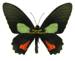 Parides