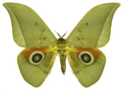 Lobobunaea goodii