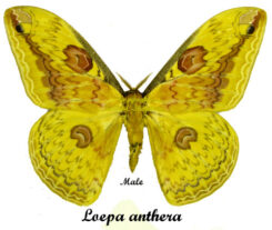 Loepa anthera