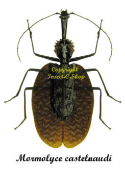 Mormolyce castelnaudi ( violin )