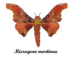 Micragone martinae