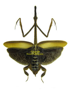 Mantidae