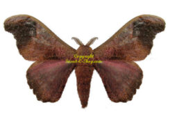 Micragone neonubifera