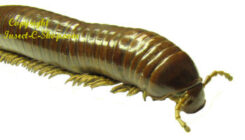 Diplopoda