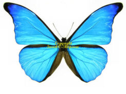 Morphidae