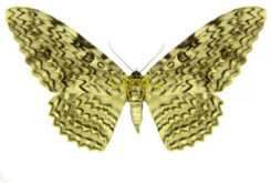 Noctuidae