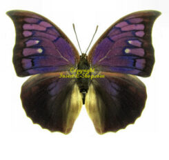 Nymphalidae