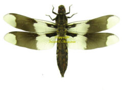 Odonata