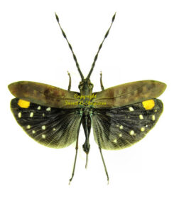 Orthoptera