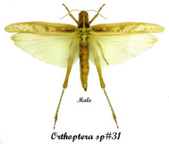 Orthoptera sp#31