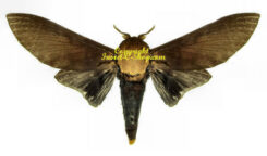 Others genus