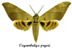 Oxyambulyx ( Ambulyx ) pryeri