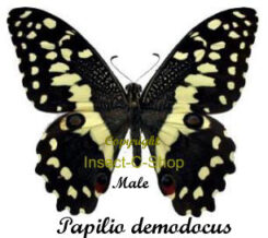 Papilio ( Princeps ) demodocus