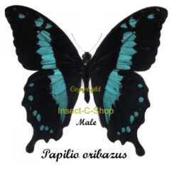 Papilio ( Nireopapilio ) oribazus
