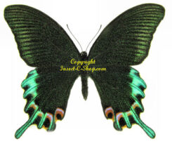 Papilionidae
