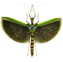 Phasmatidae