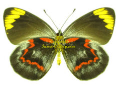 Pieridae