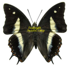 Polyura