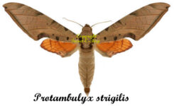 Protambulyx strigilis