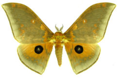 Pseudobunaea tyrrhena neglecta