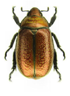 Rutelidae