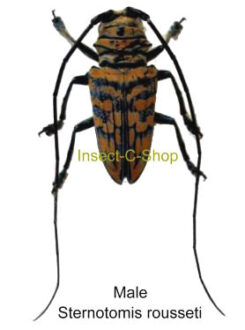 ( rare ) Sternotomis rousseti