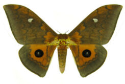 Saturniidae