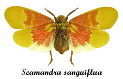 Scamandra sanguiflua sanguiflua ( spread ) - red