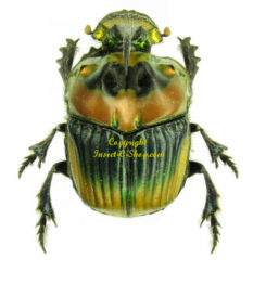 Scarabidae